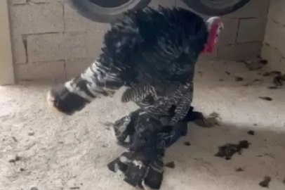 Erkek hindi, vefat eden dişi hindinin başından ayrılmadı
