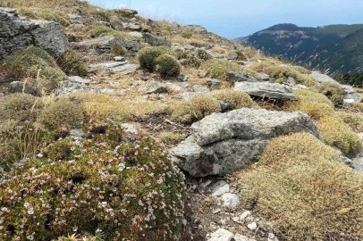 Kaz Dağları’nda yeni bir böcek türü daha keşfedildi

