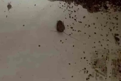 Hamam böceği ve sigara izmaritinden geçilmeyen fırında mide bulandıran görüntüler

