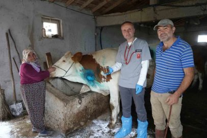 Yemek borusuna armut kaçan gebe inek, ameliyatla kurtarıldı
