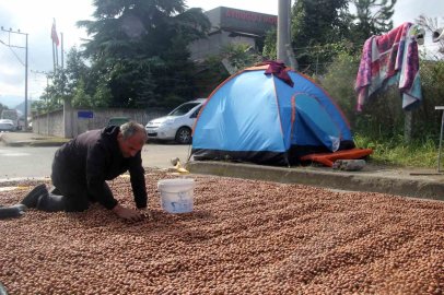 Üreticilerin zorlu fındık kurutma mesaisi: Bazı fındıklar çürümeye başladı
