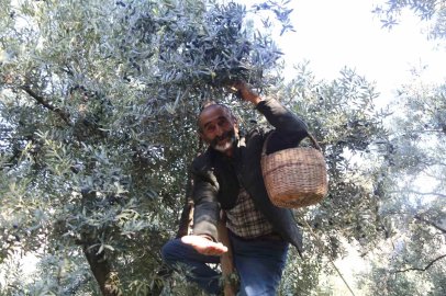 Çoruh Vadisi’nde Butko zeytini hasadı başladı
