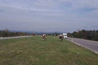 Karayolunda başıboş gezen hayvanlar tehlike saçıyor
