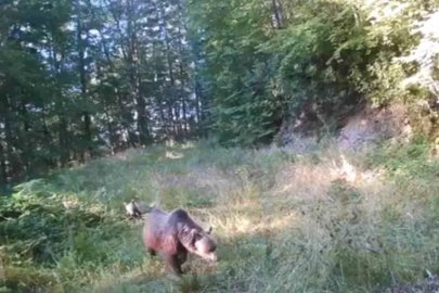 Minik ayılar annelerinin peşinden böyle koştu

