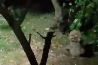 Ayı elma ziyafetine çıktı, ev sahibinin sözleri güldürdü
