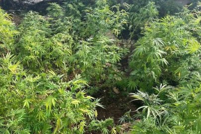 Diyarbakır’da 44 bin 327 kök kenevir ele geçirildi
