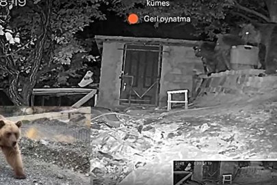 Erzincan’da 3 ayı bağ evinin bahçesine girdi
