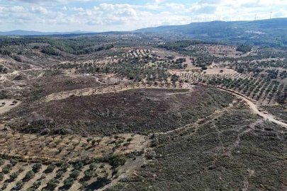 Çanakkale’de yanan ormanlar küllerinden doğuyor
