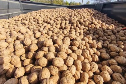 Edirne’de 400 ton ceviz rekoltesi bekleniyor: Üreticiler ürün kalitesi ve verimden memnun
