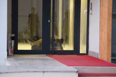 Amasya’da binaya giren yaban domuzu polis operasyonuyla etkisiz hale getirildi
