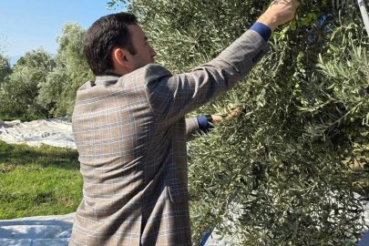 Kuyucak’ta zeytin bahçelerinde hasat mesaisi
