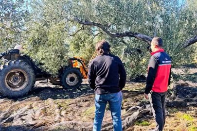 Gömeç’te zeytin hasadı devam ediyor
