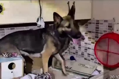 Mutfak dolabından esrar çıktı
