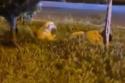 Batman "Köpekler saldırmıyor" deyip video çekerken derken köpeklerin saldırısına uğradı
