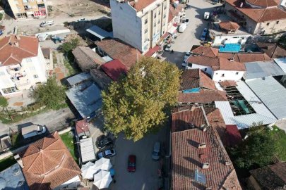 Bir zamanlar darağacı olarak kullanıldığı rivayet edilen çınar, ilçenin simgesi oldu
