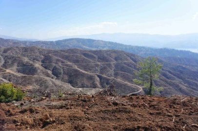 Kahramanmaraş’ta yanan ormanlara 1 milyon fidan dikilecek
