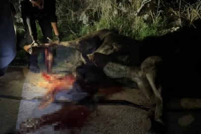 Kanalizasyon kuyusuna düşen at, tedavi edildikten sonra koruma altına alındı
