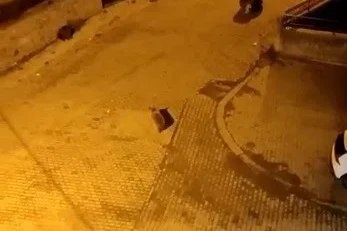 Kars’ta ayılar mahalleyi istila etti
