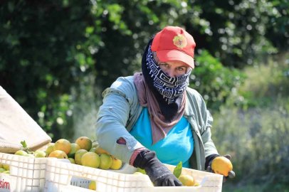 Mandalinanın kilogramı 3 liraya kadar geriledi
