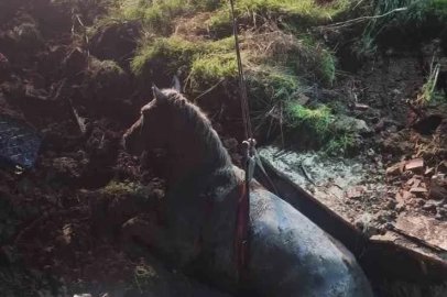 Kanalizasyon kuyusuna düşen atı AFAD ekibi kurtardı
