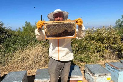 Kuşadası’nda çam balında ilk sağım yapıldı
