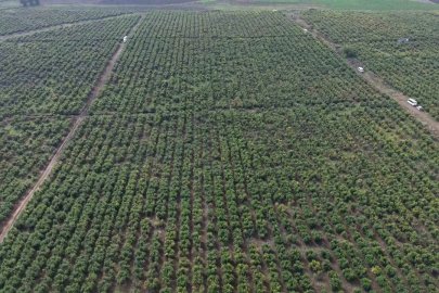 Osmaniye’de nar bahçesinde hasat başladı
