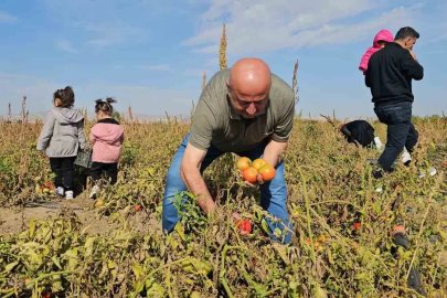 Hasköy’de vatandaşlar sebzelerini dalından kendileri topluyor
