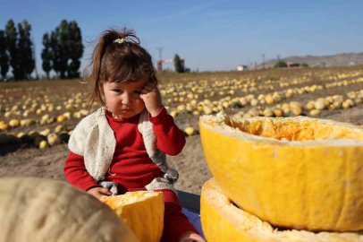 Nevşehir’de çerezlik kabak çekirdeği hasadı yapıldı
