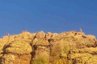 Malatya’da yaban keçileri görüntülendi
