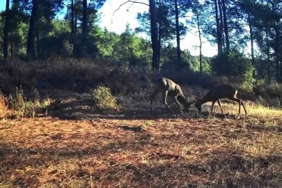 Ganos Dağları’nda nefes kesen mücadele: İki karaca boynuz boynuza
