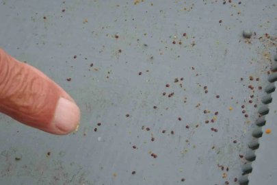 Arılı kovanların ilkbahara sağlıklı çıkması için varroa mücadelesi büyük önem taşıyor
