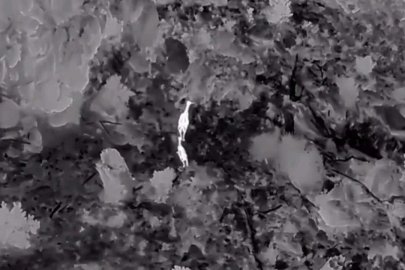 Akdağ’da kızıl geyikler termal dronla görüntülendi

