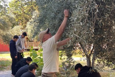 Nihal Erdem Anadolu Lisesi öğrencileri ihtiyaç sahibi arkadaşları için zeytin topladı
