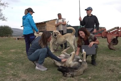 İtalyanlar Türk çoban köpeklerine hayran kaldı
