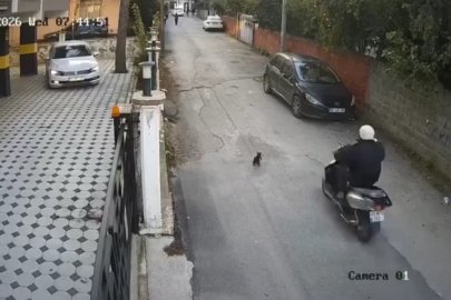 Osmaniye’de motosikletin çarptığı kedi öldü
