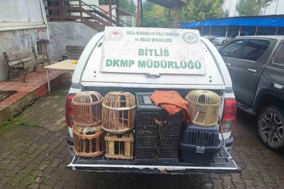 Bitlis’te kaçak avlanmış canlı keklikler doğaya salındı
