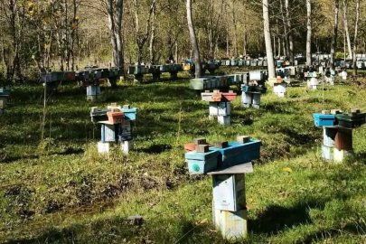 Arılı Kovan Destekleme başvurularında son 5 gün
