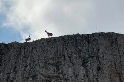 Malatya’da sürü halindeki dağ keçileri kamerada

