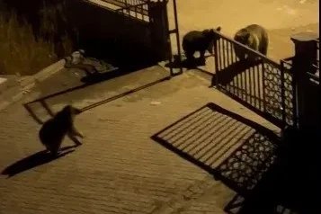 Kars’ta vatandaşın ayıya ile güldüren tepkisi: "Ne buldun da yiyorsun"
