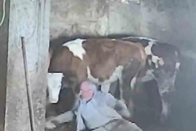 Sevmek istediği ineğinin tekmesiyle yere düştü: O anlar kamerada
