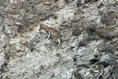 Tunceli’de nesli tükenme tehlikesi altında olan dağ keçisi görüntülendi
