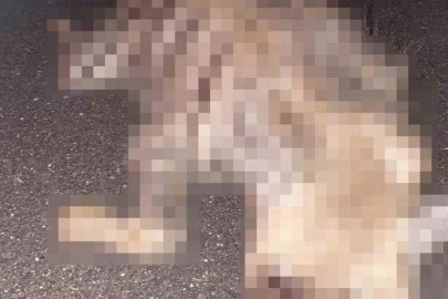 Adıyaman’da çizgili sırtlan yolda telef oldu

