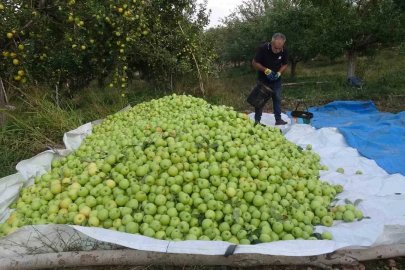 Malatya’da elmada bereketli sezon
