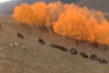 Domuz sürüsü büyükbaş hayvanların yakınında görüntülendi
