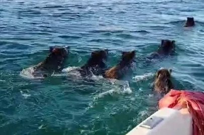 Balıkçılara barajda domuz sürprizi
