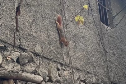 Bingöl’de sincabın insanlardan korkmadan bahçede dolaştığı anlar görüntülendi
