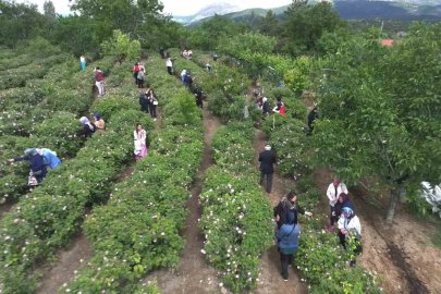 Gül çiçeği taban fiyatı 95 lira olarak belirlendi
