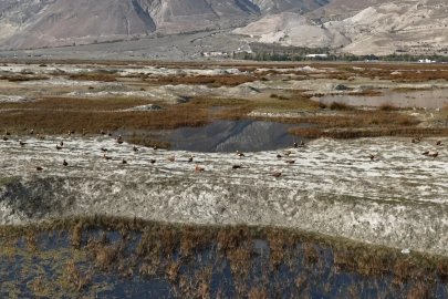 Erzincan’da Kuş Cenneti’nde göç öncesi son görüntüler
