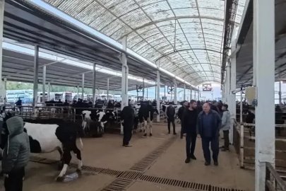 Nazilli Hayvan Pazarı’nda kaçak ve belgesiz hayvanlara geçit yok
