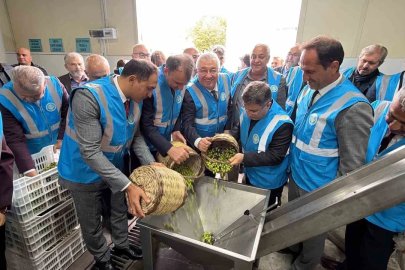 Edremit’te Akademik Zeytin Hasat Şenliği düzenlendi
